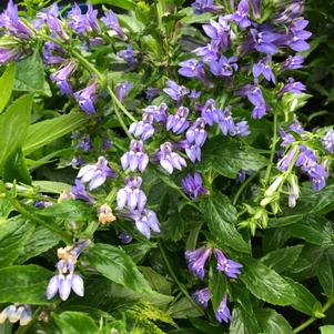 Lobelia siphilitica 