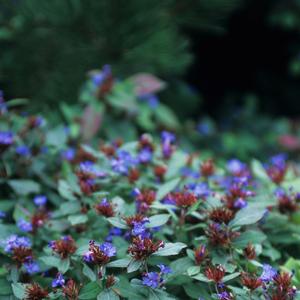 Ceratostigma plumbaginoides 