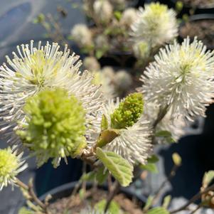 Fothergilla x (gardenii)(major) Mount Airy