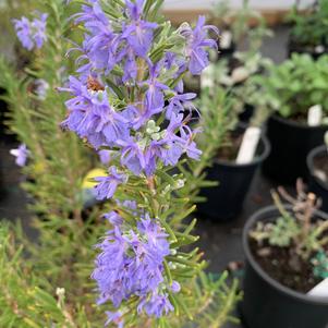 Rosemarinus officinalis Tuscan Blue