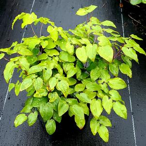 EPIMEDIUM GRANDIFLORUM LILAFEE