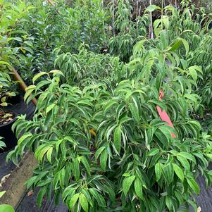 Cornus ANGUSTATA EMPRESS OF CHINA® (PP14537) 