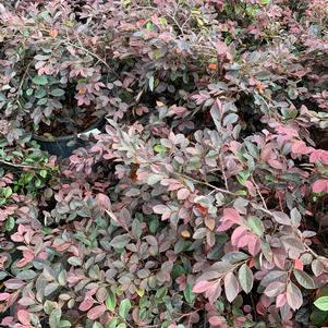 Loropetalum chinensis Pizazz® 