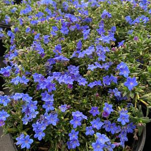 Lithodora diffusa Grace Ward