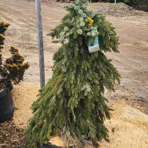 Picea omorika Pendula Bruns