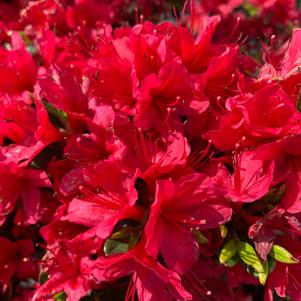 Azalea-Rhododendron Kurume hybrid Hino Crimson