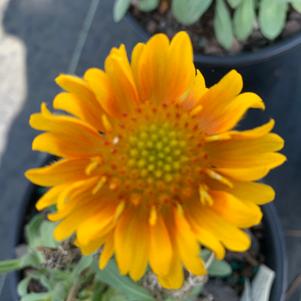 Gaillardia grandiflora Mesa Peach