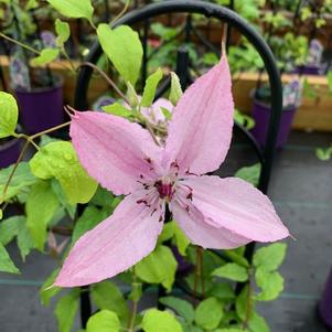 Clematis Hagey Hybrid