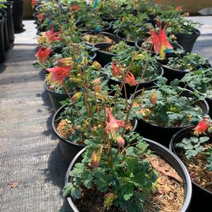 Aquilegia canadensis Little Lanterns