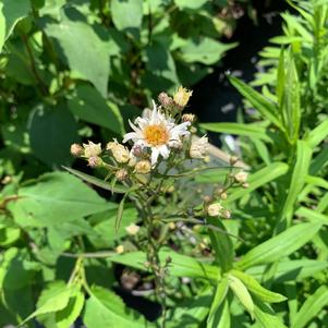 Aster novae- angliae 