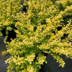 Berberis thunbergii Aurea Golden