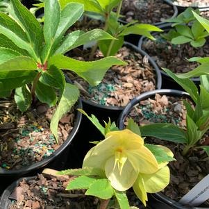 Helleborus California Dreaming