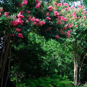 Lagerstroemia indica x fauriei Tuscarora