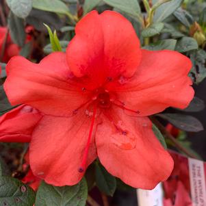 Azalea-Rhododendron Encore®Autumn Embers®PP10581 