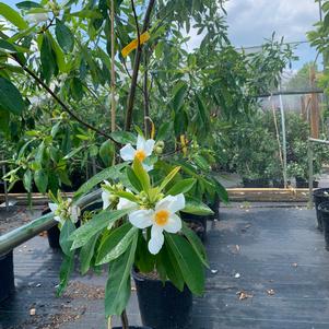 Gordlinia grandiflora Sweet Tea