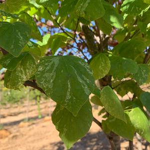 Cercis canadensis Alley Cat (ppaf)