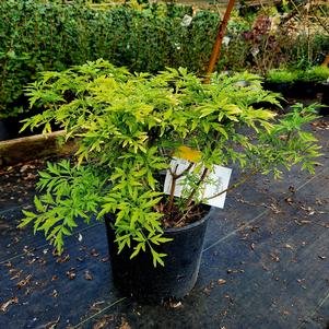 Sambucus nigra Golden Tower™ (pp28957)