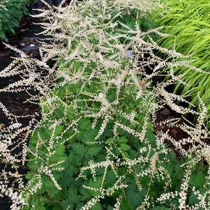 Aruncus Chantilly Lace