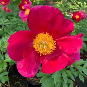 Paeonia Scarlet O'Hara