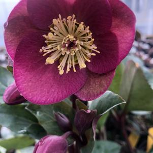 Helleborus Frostkiss Anna's Red