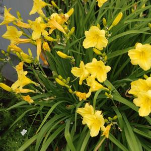 Hemerocallis Happy Returns