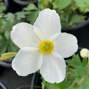 Anemone sylvestris 