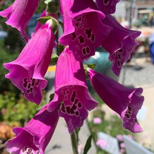 Digitalis purpurea Foxy Hybrids