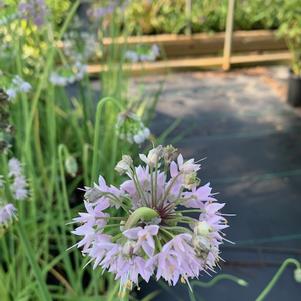 Allium cernuum 