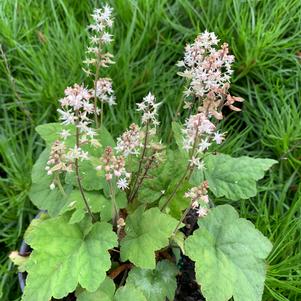 Tiarella cordifolia var. wherryi 