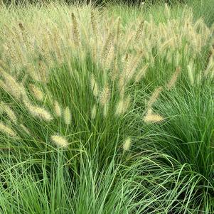 Pennisetum alopecuroides Dwarf Hamlin