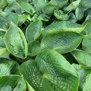 Hosta tokudama x sieboldiana Abiqua Drinking Gourd