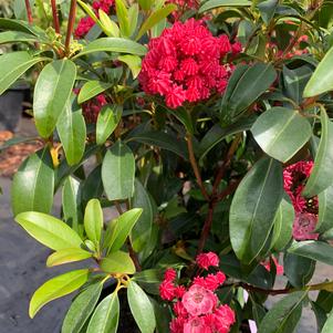 Kalmia latifolia Sarah