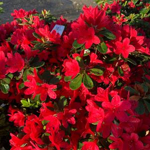 Azalea-Rhododendron Carla hybrid Wolfpack Red