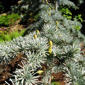 Cedrus atlantica Glauca Group