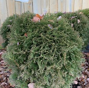 Thuja occidentalis Tom Thumb