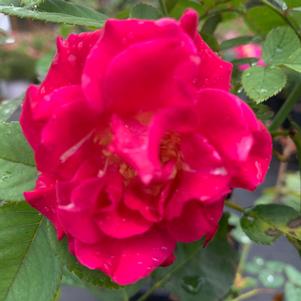 Rosa floribunda Brindabella Red Empress™ PP28215 