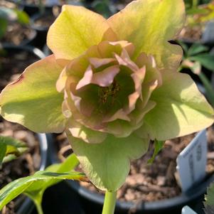 Helleborus Flower Girl