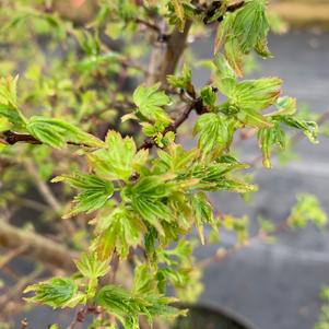 Acer palmatum Coonara Pygmy