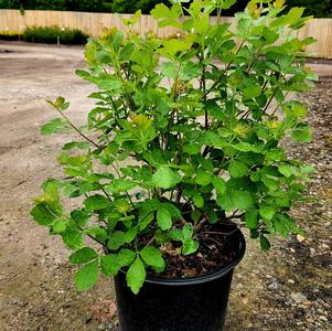 Rhus aromatica Grow Low