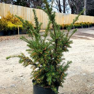 Taxus x media Densiformis