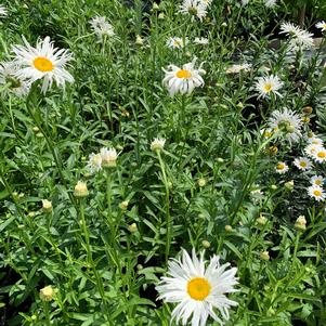 Leucanthemum x supurbum Old Court Variety