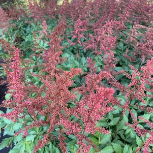 Astilbe japonica Red Sentinel