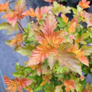 Physocarpus opulifolius Amber Jubilee™ (PP23177) 