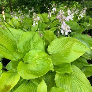 Hosta Sum and Substance