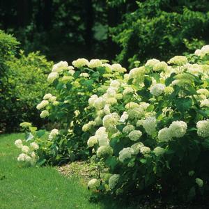 Hydrangea arborescens Annabelle