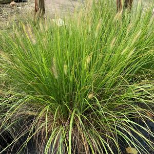 Pennisetum alopecuroides 