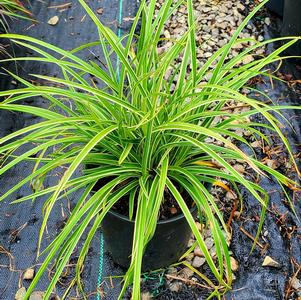 Carex morrowii Ice Dance