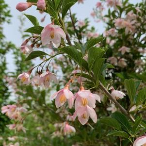 Styrax japonica Pink Chimes