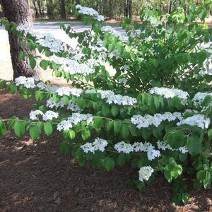 Viburnum plicatum f. tomentosum Shasta