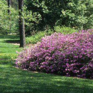 Azalea-Rhododendron yedoense var. poukhanense 